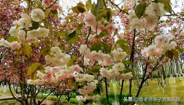 附近看花的地方，深圳最适合去赏花的地方（2023西安及周边赏樱花的地点大全）