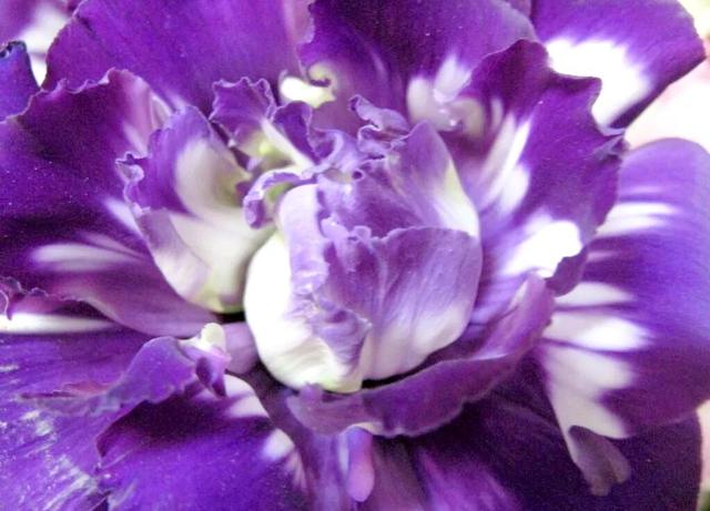 粉色桔梗花的花语是什么，粉桔梗的花语和寓意（花色各不同。同样皆美丽）