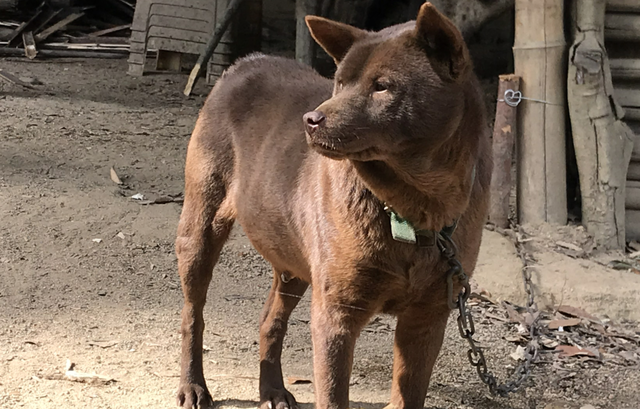 牛的幸运色是什么颜色，97年属牛的幸运色是什么颜色（“山牛红犬”为什么越来越多人喜欢）