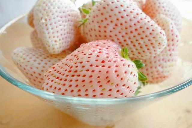 雪莲果图片，这13种水果因为名字被误解（雪莲果图片叶子图片）