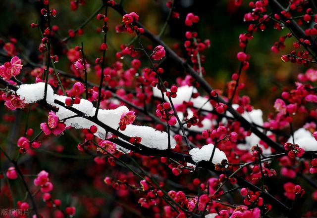 关于下雪的唯美句子，适合下雪天的唯美句子（25句描写雪景的唯美诗句）