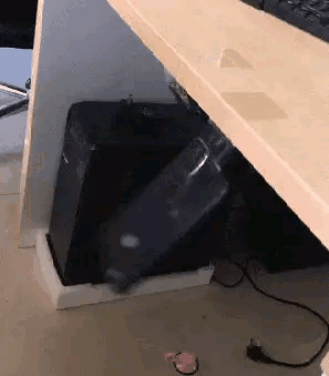 壁虎能长多大，为什么家里有壁虎一定要打死（“以为买了个壁虎）