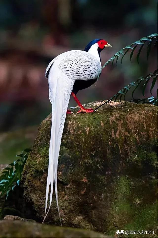 白娴鸟(白娴鸟图片,白娴鸟怎样的养殖(白鹇鸟唯美图片)