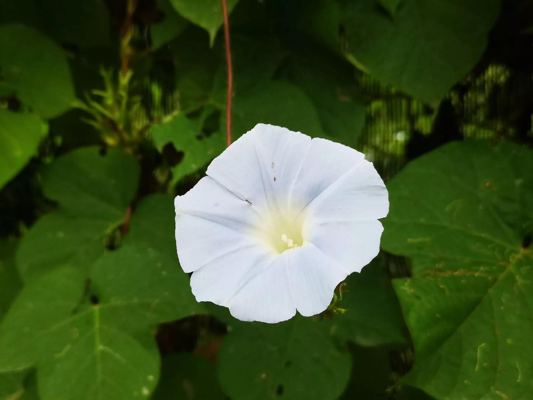 牵牛花图片大全，牵牛花品种大全（与君共赏牵牛花美图大全）