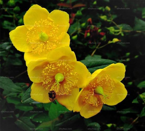 金丝梅（西南金丝梅，金丝梅是一种什么样的植物（金丝梅图片大全）