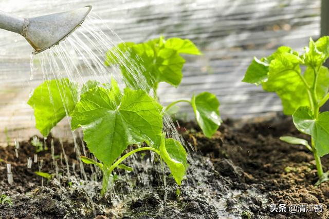 黄瓜水怎么用，黄瓜水怎么做好喝（黄瓜幼苗移栽几天可以施肥）