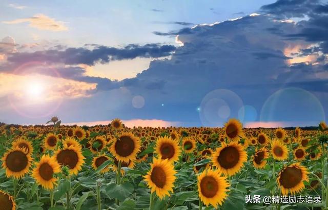 开心句子表达心情，开心句子表达心情简短（心情好，人不老）