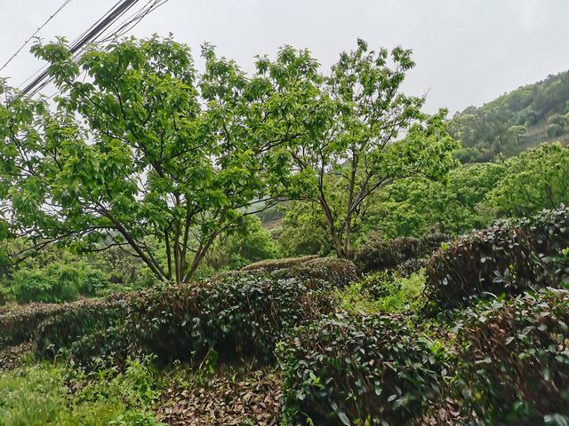 碧螺春产于哪里，碧螺春主要产于哪里（碧螺春又称\