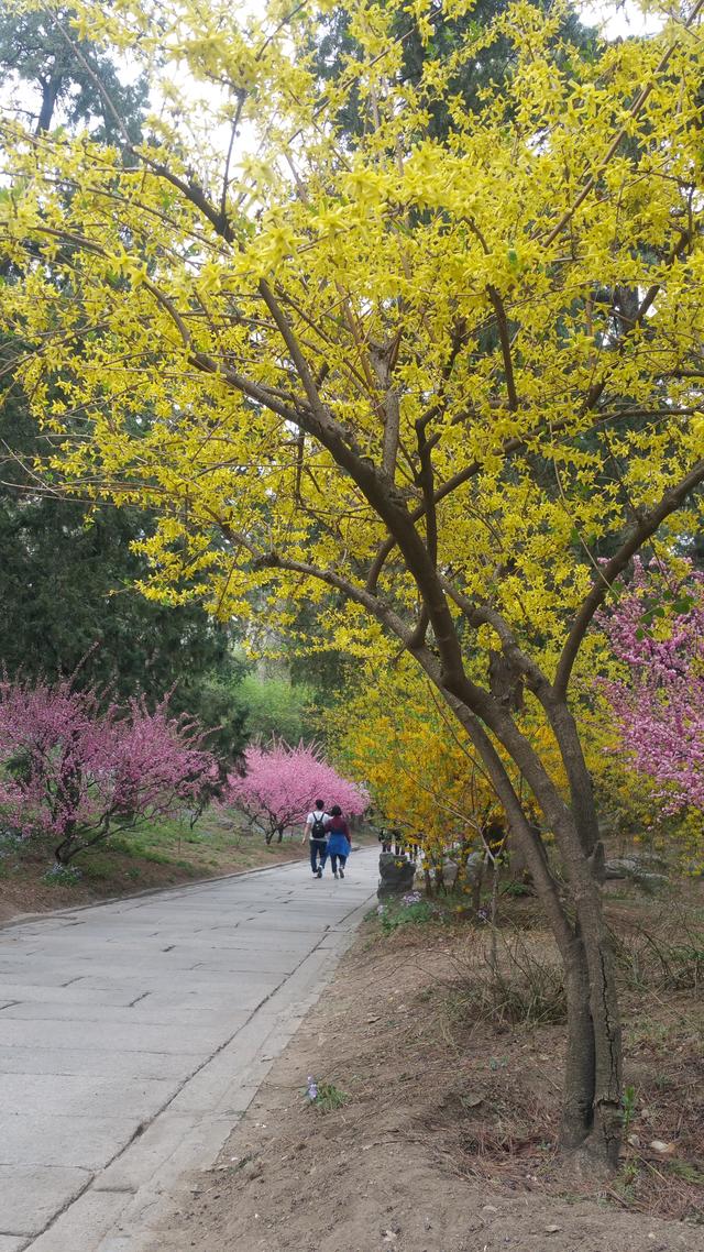 连翘结果子图片，连翘树结果图片（连翘：先叶开花）
