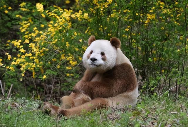 大熊猫恐怖图片，真实大熊猫吃人记录（陕西秦岭发现棕色大熊猫）