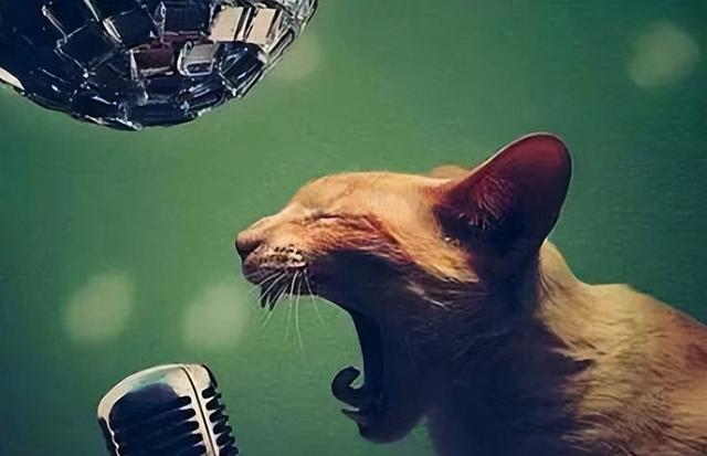 猫做绝育手术需要多少钱，猫咪做绝育手术需要多少钱（你必须知道的猫咪绝育那些事）