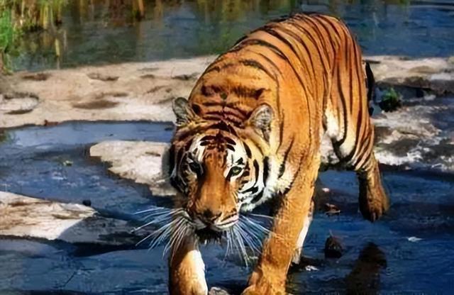 幸好这30种动物灭绝了，要不人类真的难以生存（“一亿五千万岁”长江白鲟正式灭绝）