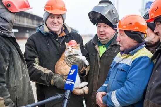 俄罗斯的猫和其他国家的猫对比，世界上只有两种猫