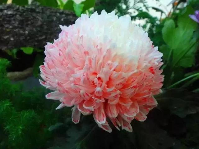 夸赞女人漂亮的句子，夸女人的美言佳句（女人如花，绚烂绽放，活出精彩）