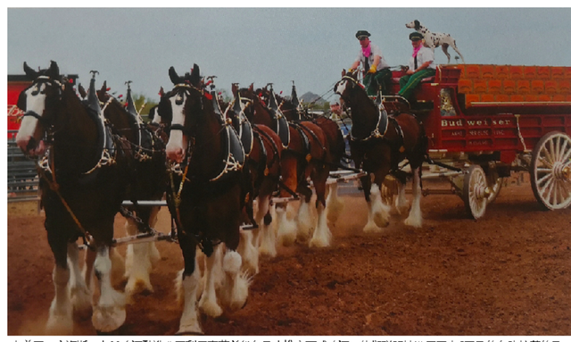 世界十大品种名马，世界上最强的五种马