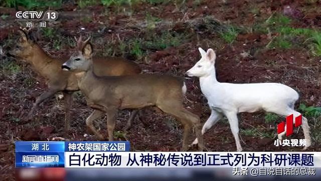 鹿血酒多少钱一瓶，鹿血酒一瓶500ml要多少钱（这是人们认为它是仙兽真正的原因）