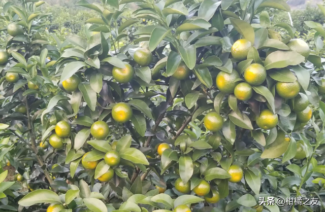 如何促进花芽分化，怎样促进花芽分化（10月柑橘管理技术要点）