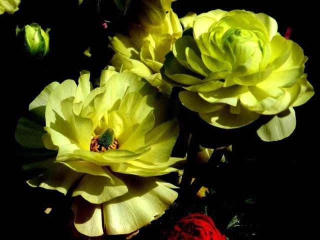 牡丹有哪些品种，牡丹有哪些品种(要名称)（精美绝伦的牡丹花十大品种图片欣赏）