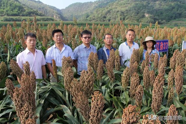 西北农林科技大学是211大学吗，西北农林科技大学和211（是不是985高校中凑数的）