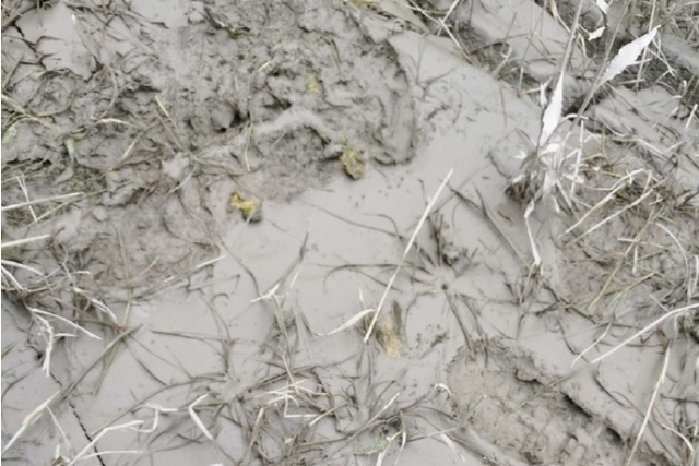 草鱼喜欢吃什么，野生草鱼喜欢吃什么（学会这三个方法找草鱼）