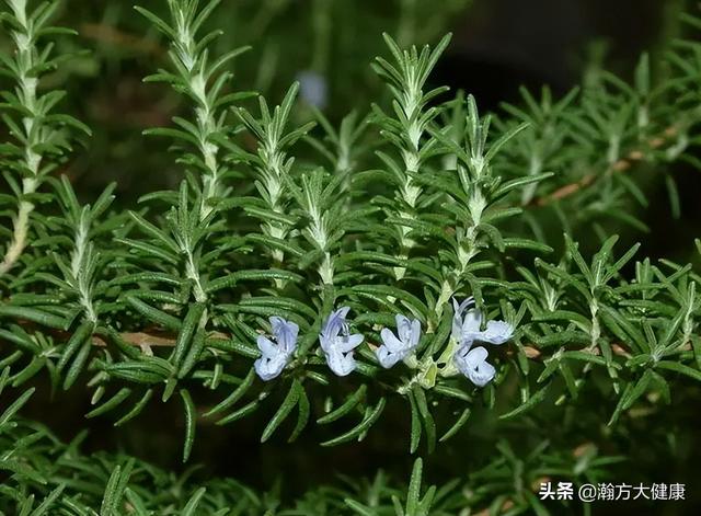 迷迭香的花语和传说是什么，迷醉在芬芳的迷迭香中