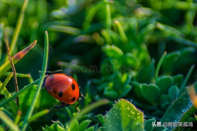 三年级蚂蚱的特点是什么，蚂蚱的特点和生活特征三年级下册（三年级语文下册《昆虫备忘录》课文详解）