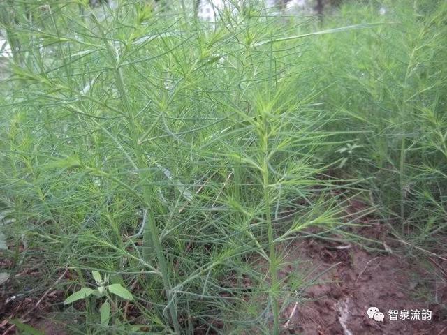 鬼圪针，鬼根针是什么？据说可以泡茶喝。有什么要求（郭进拴，黄河黄，长江长）