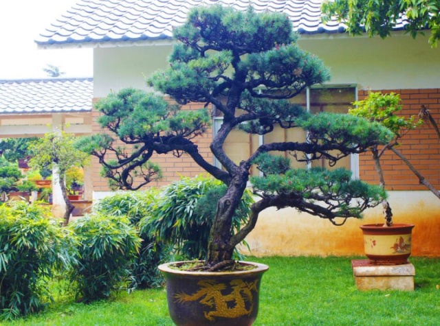 什么花属阳性辟邪，什么花能辟邪（玩上10年都不会“厌”）