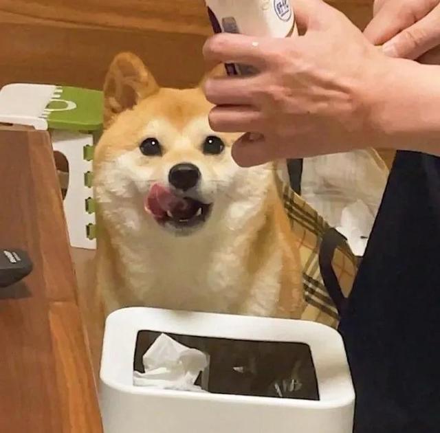 狗头像可爱微信头像，可爱狗狗头像（可爱狗子头像）