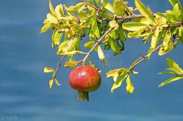 石榴花像什么，石榴花像什么比喻句简单（殷满仓乡土散文‖《石榴花开》）