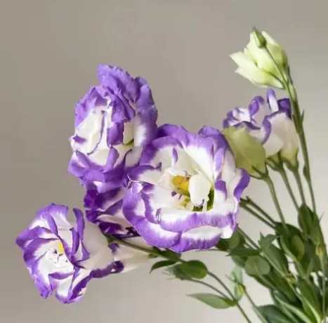 六月开什么花，六月开什么花图片（这几种在6月盛开的花）