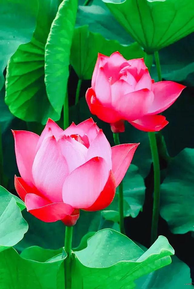 夏天荷花的描写，描写夏天荷花的景色（夏日荷花別样美）