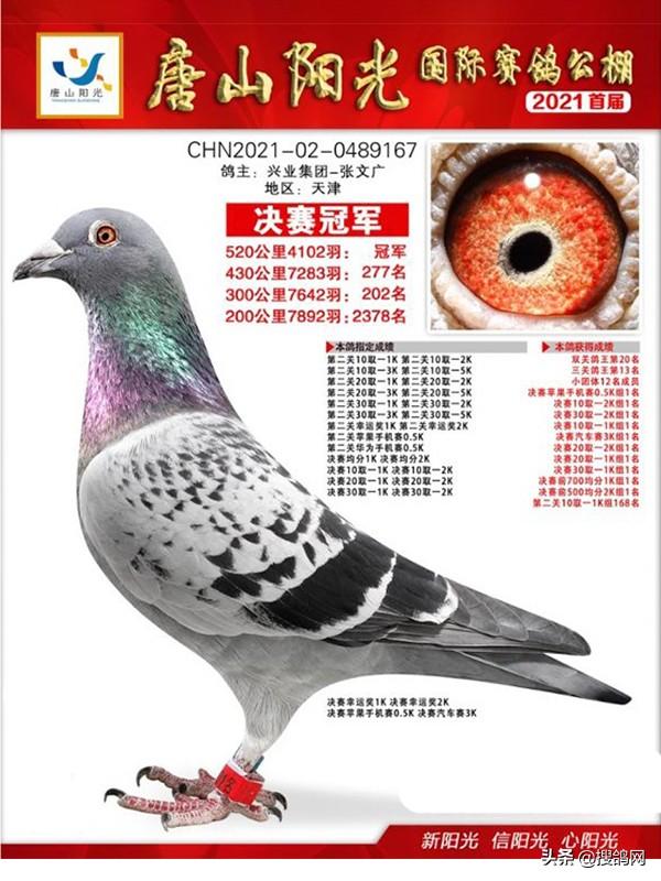 中国信鸽信息网全国各地赛鸽公棚，中华信鸽信息网各地公棚信鸽信息网（十大公棚冠军鸽有何共通之处）