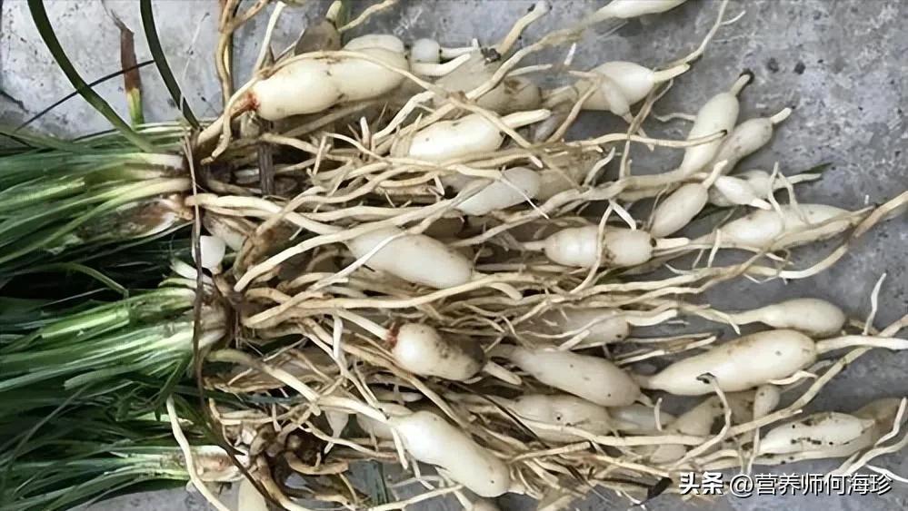 长生果图片大全,地下藏着"长生果" - 玉三网