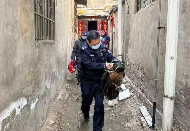 每日一味药鸭跖草，鸭跖草的用法（成功救助一只“蓝色精灵”）