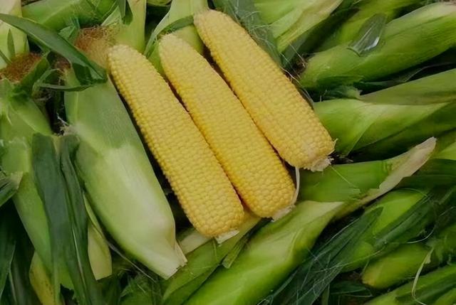 例假期间吃什么，例假期间吃什么补血补气（妇科医生：女性来例假时）