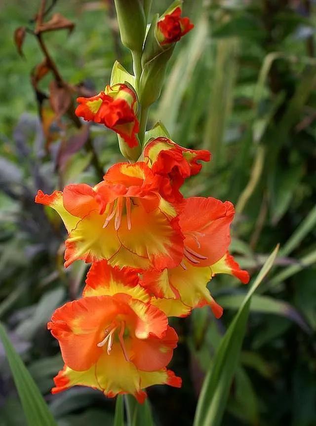 鲜花的花语和花的数目的寓意，鲜花数量的寓意（100种迷人的“数字花”）