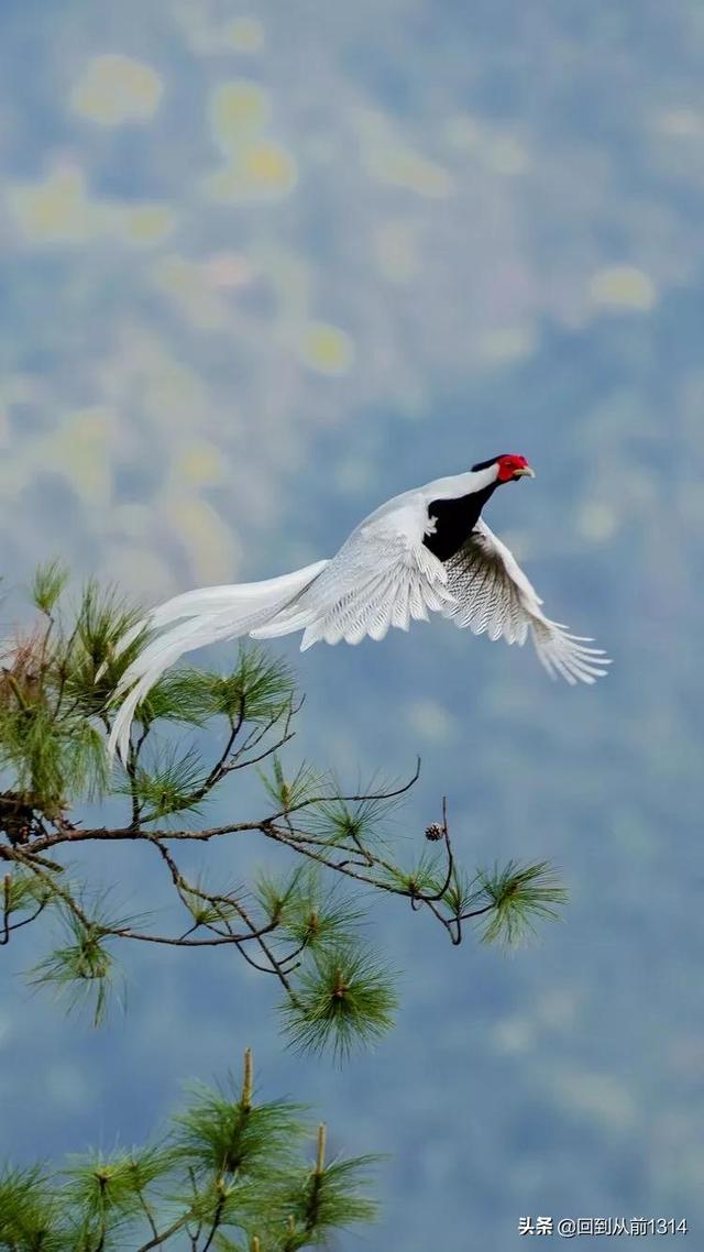 白娴鸟（白娴鸟图片，白娴鸟怎样的养殖（白鹇鸟唯美图片）