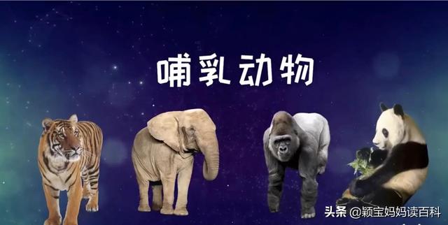 什么叫哺乳动物，什么叫哺乳动物怎么听一遍啊（<二十一>——强大的哺乳动物）