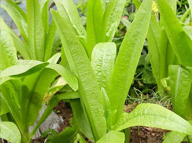 青菜的種類,青菜品種大全(菜園種上這6種青菜)