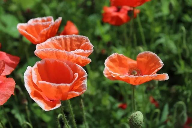 一个绿萝三个啥 阴气重三个鬼，一个绿萝三个啥（6种漂亮花“不吉利”）