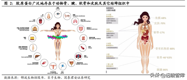 三型胶原蛋白导入危害，三型胶原蛋白导入的效果维持多长时间（析胶原产业链机理）