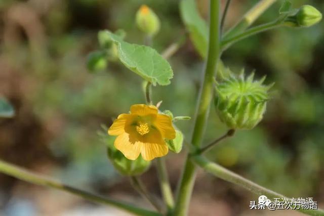 五蠹是哪五个，指的是哪五蠹？之首是儒术吗（中国麻类作物大全）