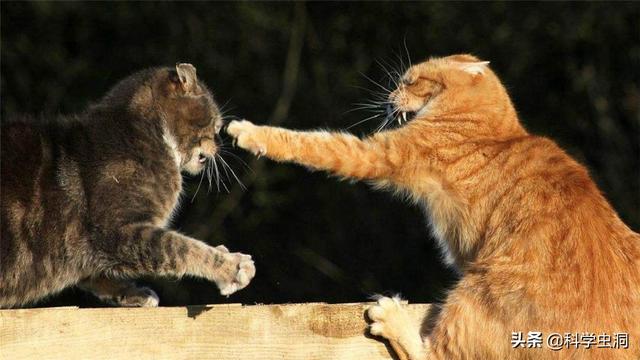 公猫端母猫，公猫端母猫,一端一哎哟（为什么穿上裤子就不认猫）