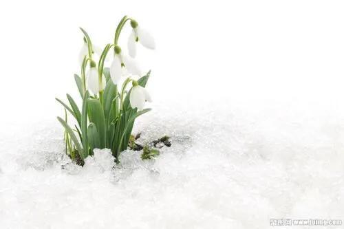 雪滴花的花语，全球最漂亮罕见的花（蕊绽凌雪寒。心香含情诉）