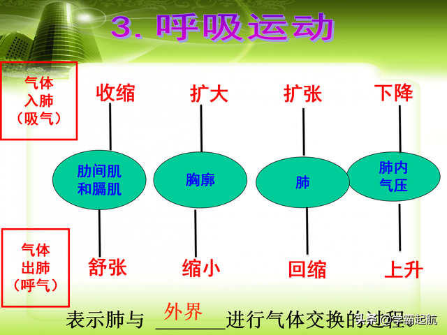 人体八大系统顺口溜，人体九大系统的顺口溜（期末必考考点——人体的八大系统）