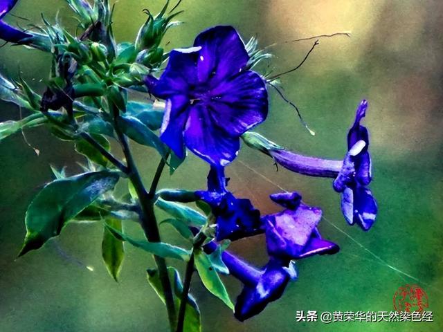 红色加蓝色是什么颜色，红色和蓝色搭配是什么颜色（中国传统色彩：山梗紫）