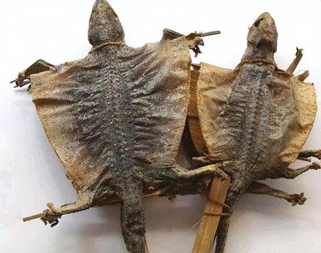 蛤蚧的功效与作用，蛤蚧的功效与作用图片（真正的原因究竟是什么）