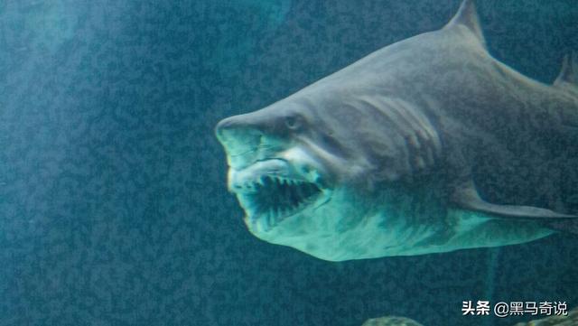 世界上最恐怖的鱼类是什么，世界上最恐怖的鱼是什么鱼,排行榜（十大恐怖生物告诉你）