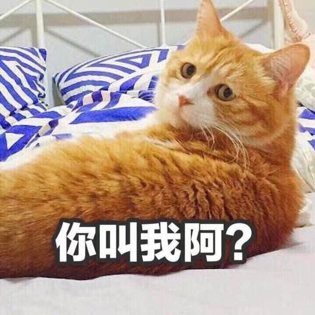 好听的布偶猫高端名字，猫名怎么取比较旺主人（你家猫咪名字有上榜吗）